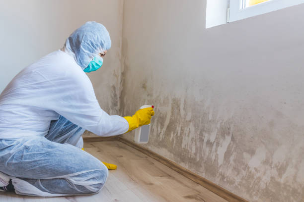 Licensed Mold Remediation service in Penfield, PA - WQB Mold Removal